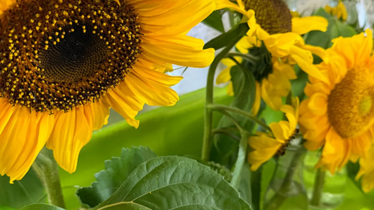 Sunflowers exhibited at Almonte Fair