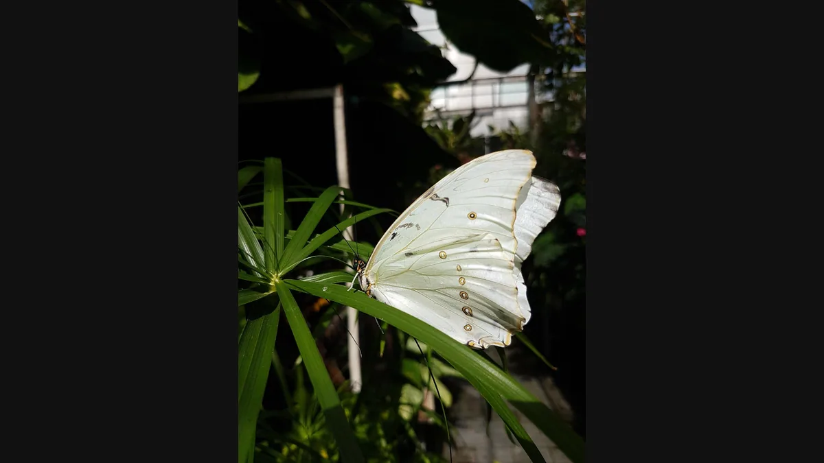 White Morpho butterfly photographed by Ed Bruggink at Carleton University