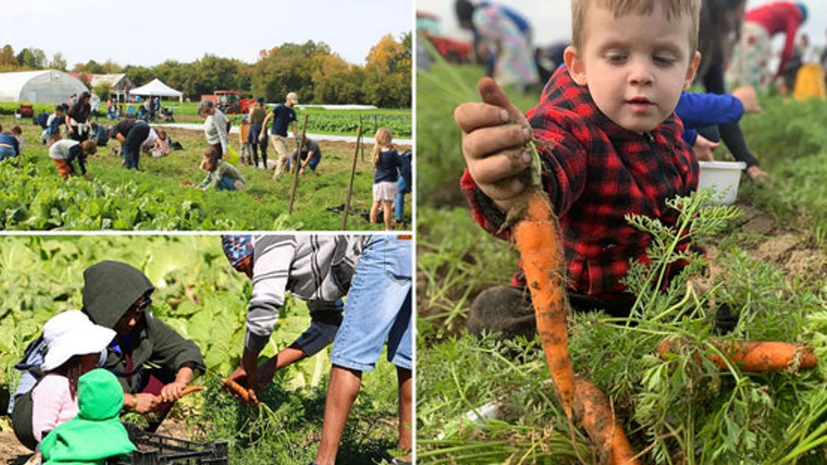 Harvested carrots at Ottawa Farm Fresh