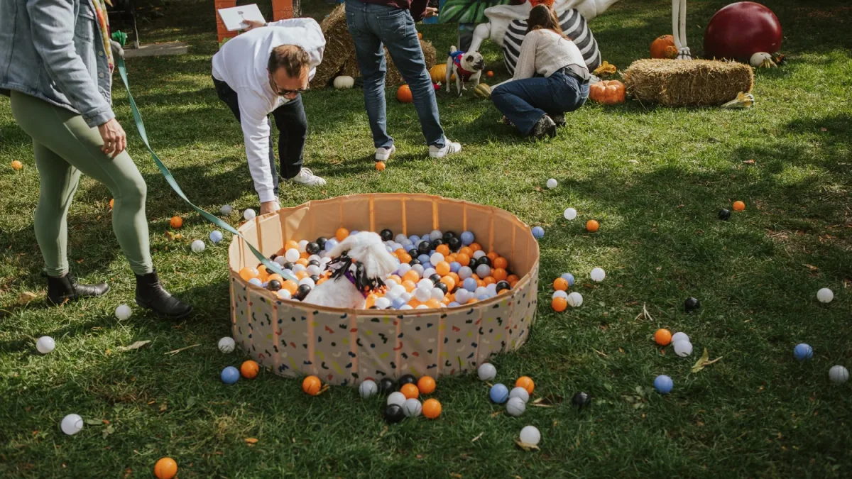 Hintonburg Howl-O-Ween — official photograph from Hintonburg Howl-O-Ween