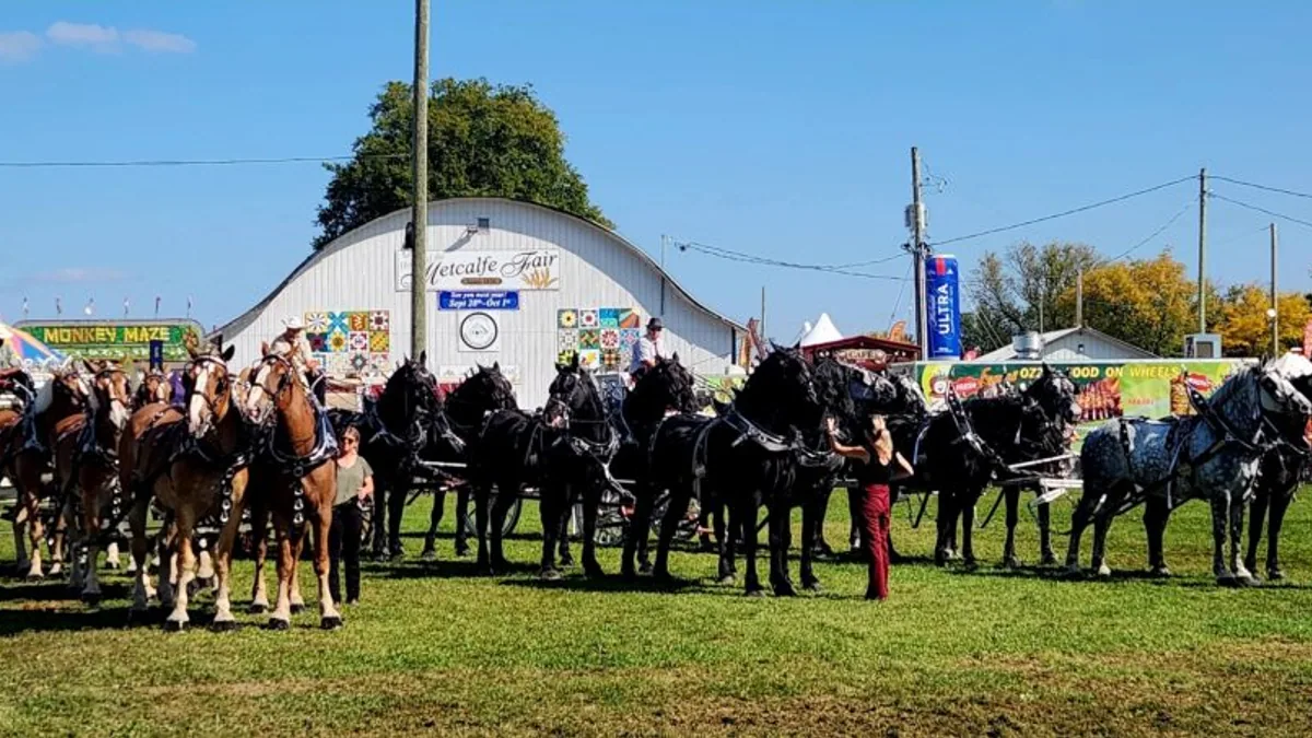 Horse show at the Metcalfe Fairgrounds, photographed by the Metcalfe Fair organizer