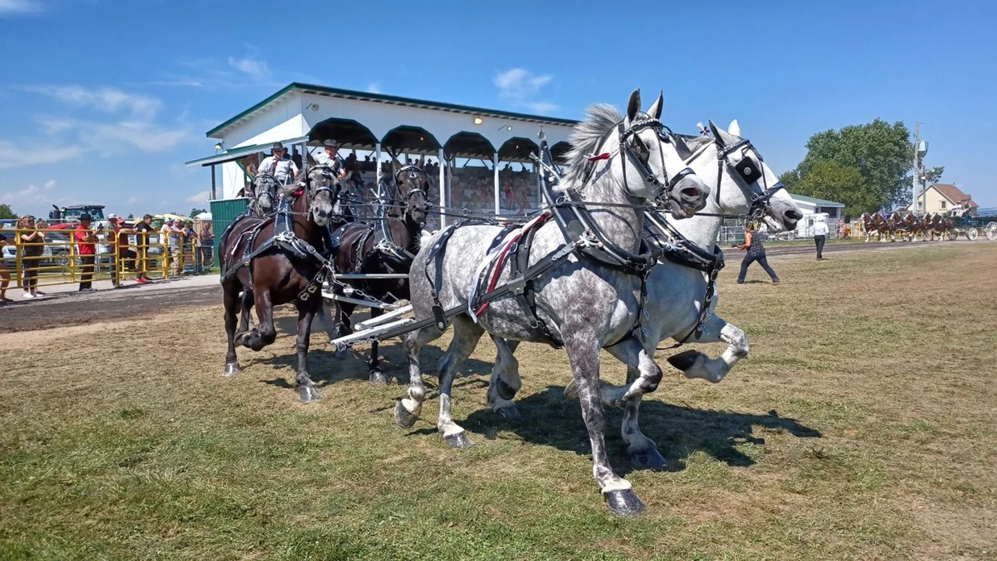 Horse team at the Vankleek Hill Fair